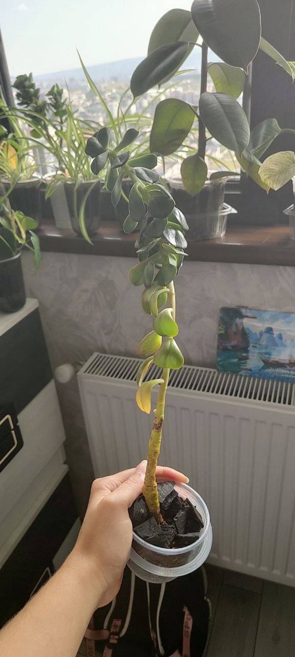 Изображение из обсуждения